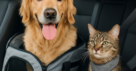 Como acostumar seu pet a viagens de carro: Dicas essenciais para um passeio tranquilo